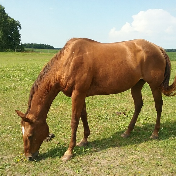 Meet your Posher, Patsy - Picture 1 of 1